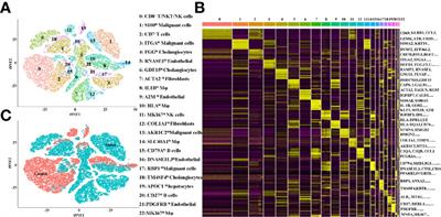 Identification of macrophage correlated biomarkers to predict the prognosis in patients with intrahepatic cholangiocarcinoma